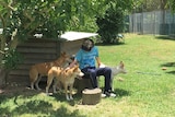 A visitor sits with three dingoes at the Fraser Coast Wildlife Sanctuary.