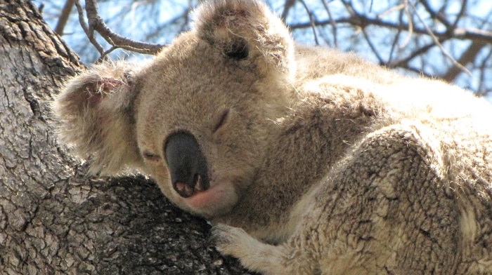 A koala sleeping in a tree