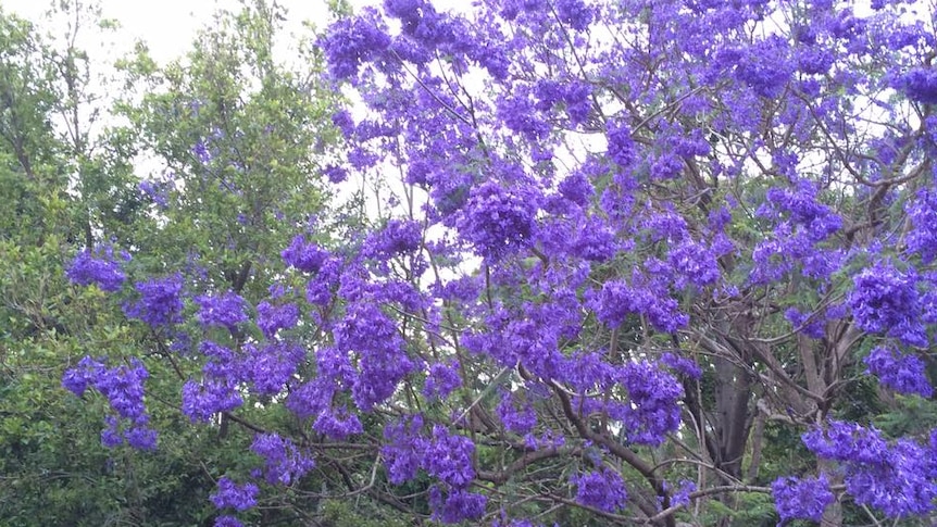 This jacaranda tree, which bursts into flower around September each year, is a favourite.