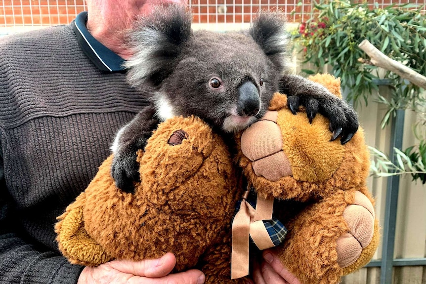 A koala at the Adelaide Koala and Wildlife Hospital.