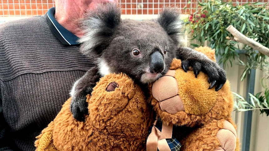 A koala at the Adelaide Koala and Wildlife Hospital.