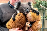 A koala at the Adelaide Koala and Wildlife Hospital.