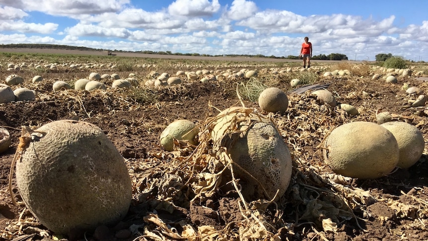 Rotten rockmelon on the ground in Greenough