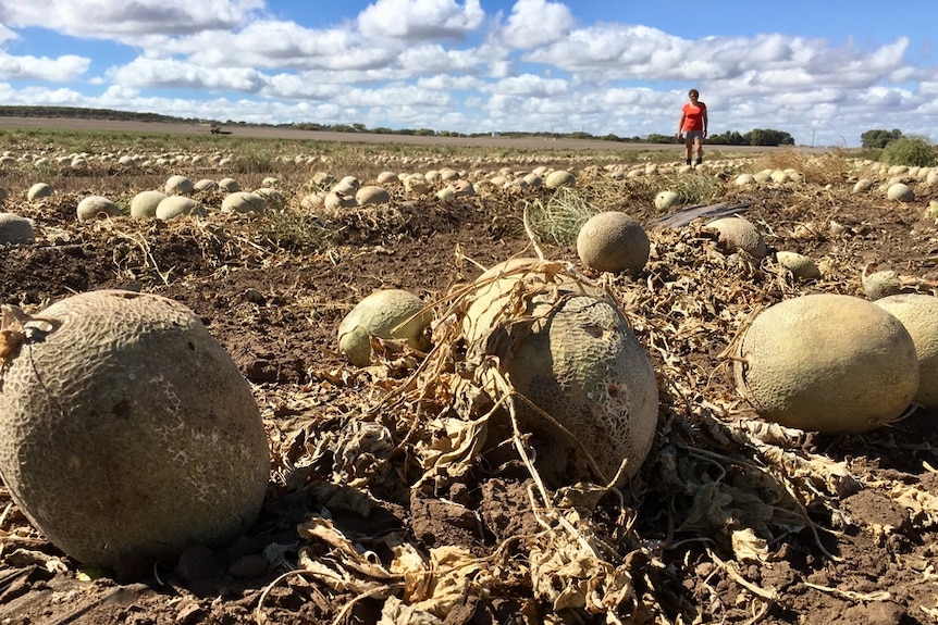 Rotting rockmelons in a paddock.