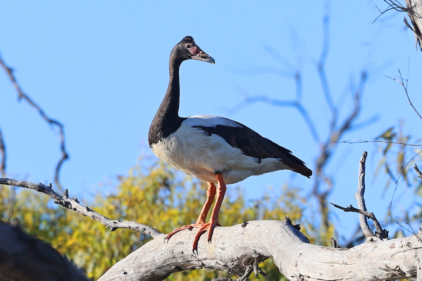 Photo of a goose.