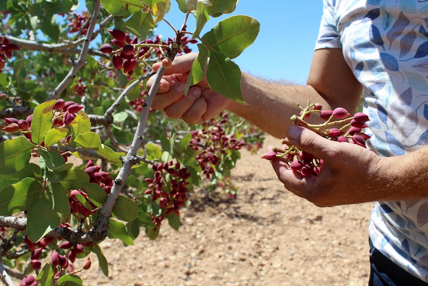 A man's hands pick red pistachio fruit off a tree, with desert visible in the background 