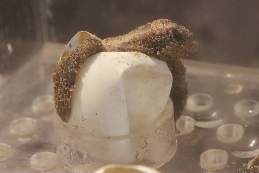 The head and top flippers of a baby turtle sitting in its shell in an incubator