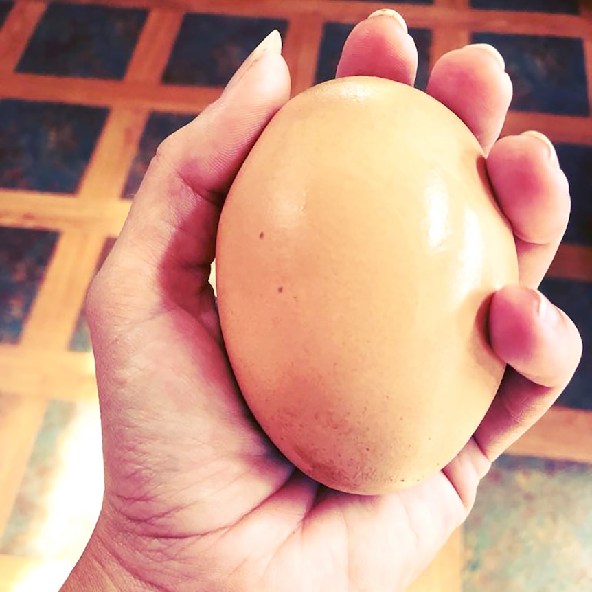 A chicken egg large enough to fill someone's hand