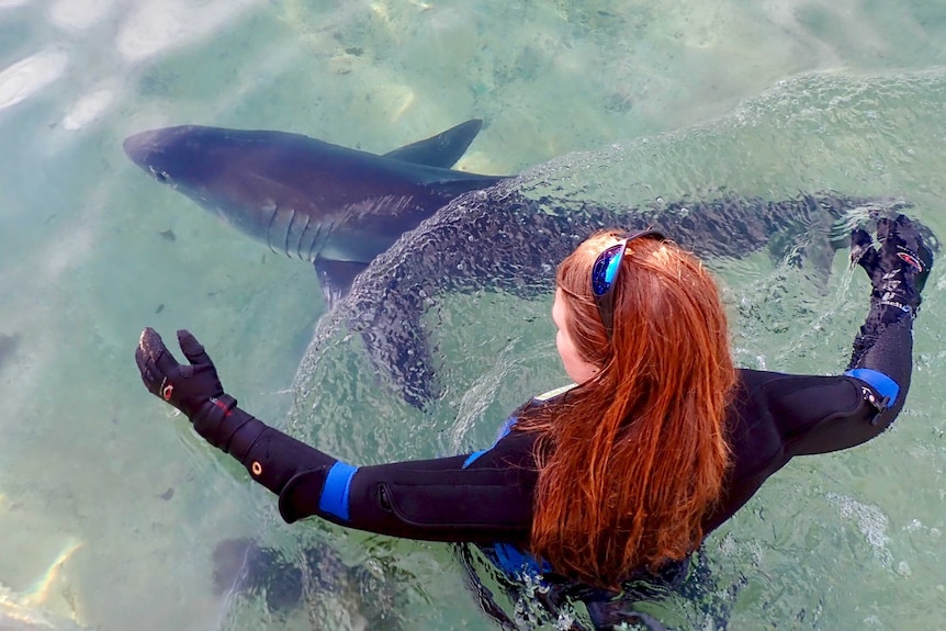 A woman in a wet suit in the water with a white pointer that had come ashore at Manly Beach.