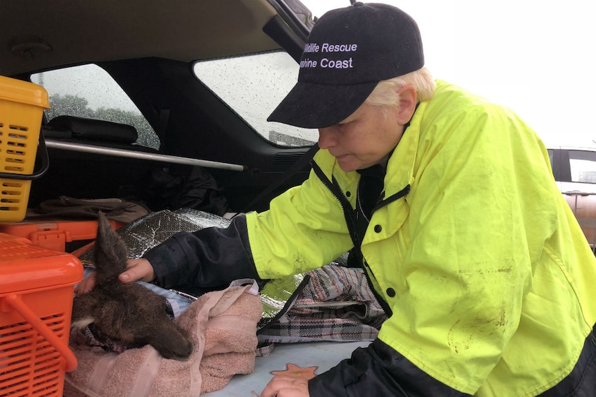 a woman looks at a kangaroo she has rescued from the mud