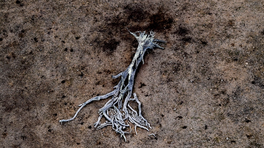 A dead tree and the scorched earth around it