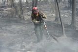 Firefighter uses hose to dowse a blackened forest