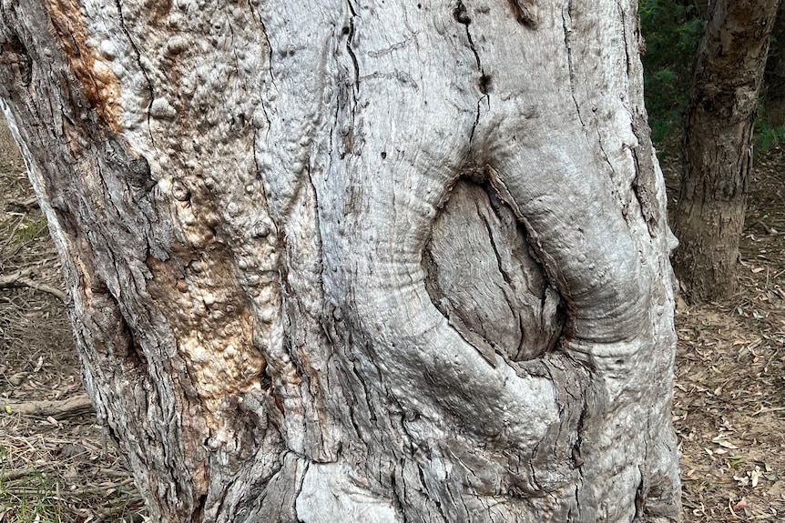 A picture of the scar on the trunk of a dead tree 