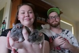 Woman and man in background of shot, with woman holding pet rats up to camera