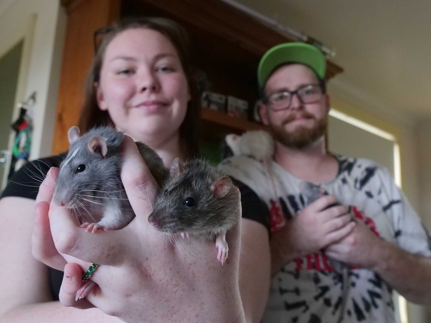 Woman and man in background of shot, with woman holding pet rats up to camera