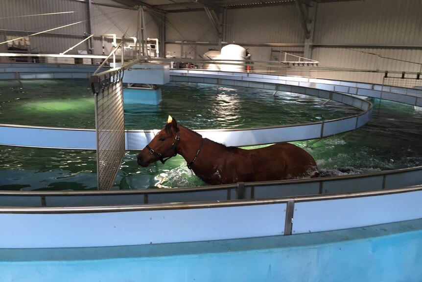 Oscietra in the training pool