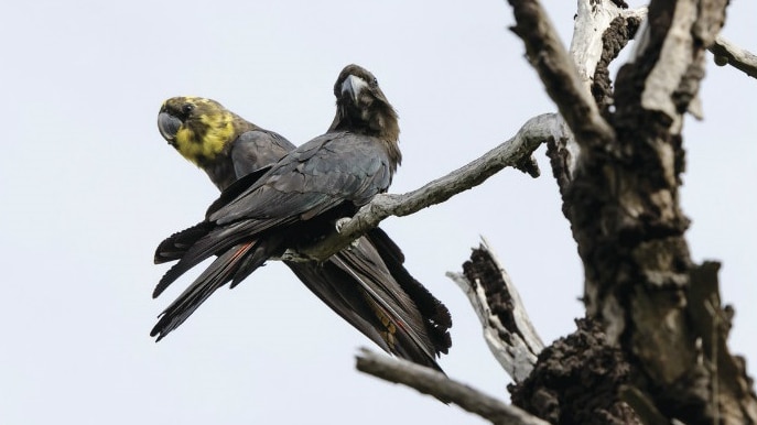 Two glossy black cockatoos sit in an old tree.
