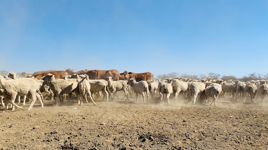 A mob of sheep and cattle kick up dust on dry ground, beneath a blue sky.