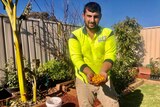 A man in a fluro yellow shirt stands in a backyard gardening holding fruit in his hands.