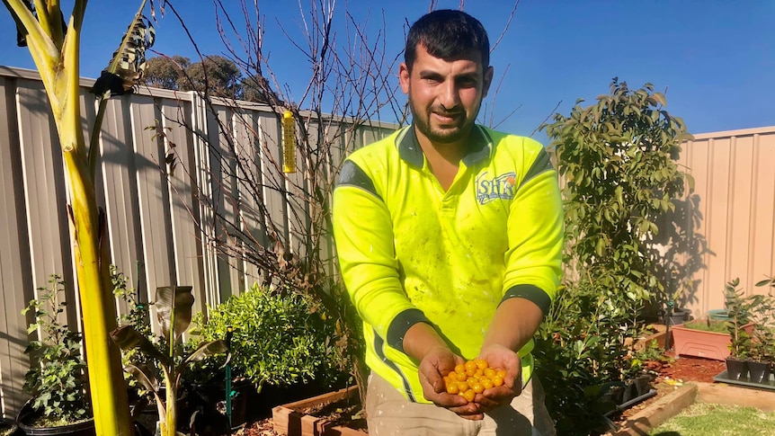 A man in a fluro yellow shirt stands in a backyard gardening holding fruit in his hands.