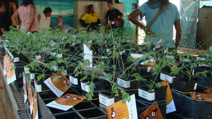 The native seedling nursery in Roebourne