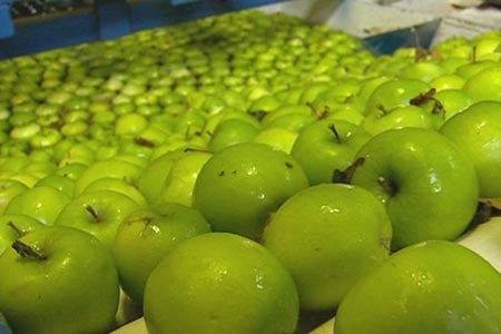 Tasmanian apples could go to waste if more pickers aren't found