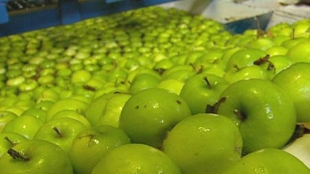 Apples on display ready to be exported