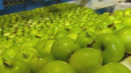 Apples on display