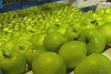 Apples on display