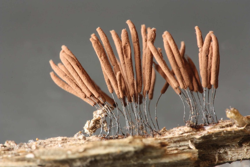 This slime mould looks like filaments that go inside a computer on a motherboard.