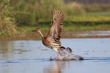 A bird flies over the top of the water at the wetlands, with feet in water and wings spread out.