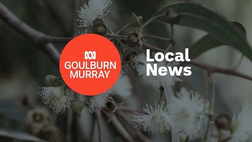 Eucalyptus flowers with the ABC Goulburn Murray logo and Local News superimposed over the top.