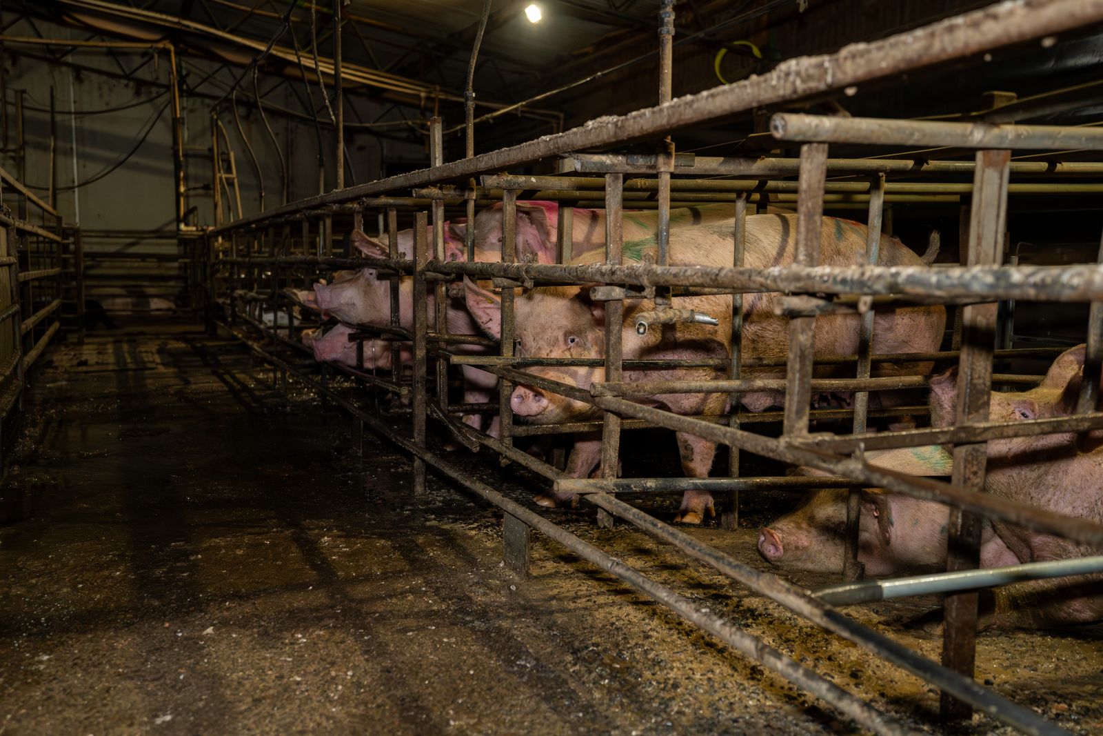 Pigs peer out from behind bars in a dimly-lit piggery.