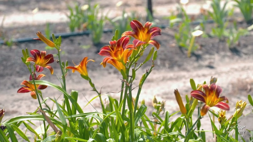 Daylily flowers growing in a garden.