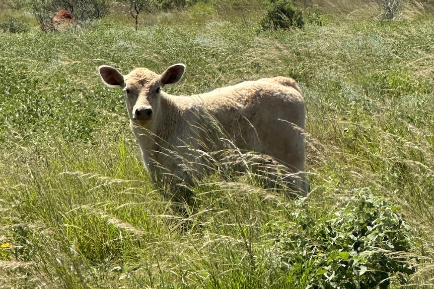 A cream coloured calf stares at the camera in a field of green grass nearly taller than him.