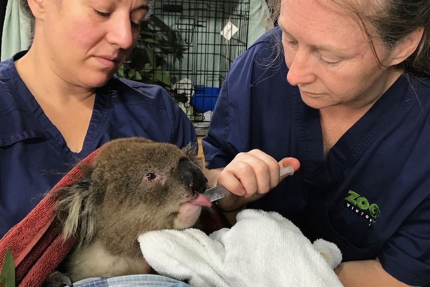 A veterinarian and nurse care for an injured koala which is taking liquids from a syringe.