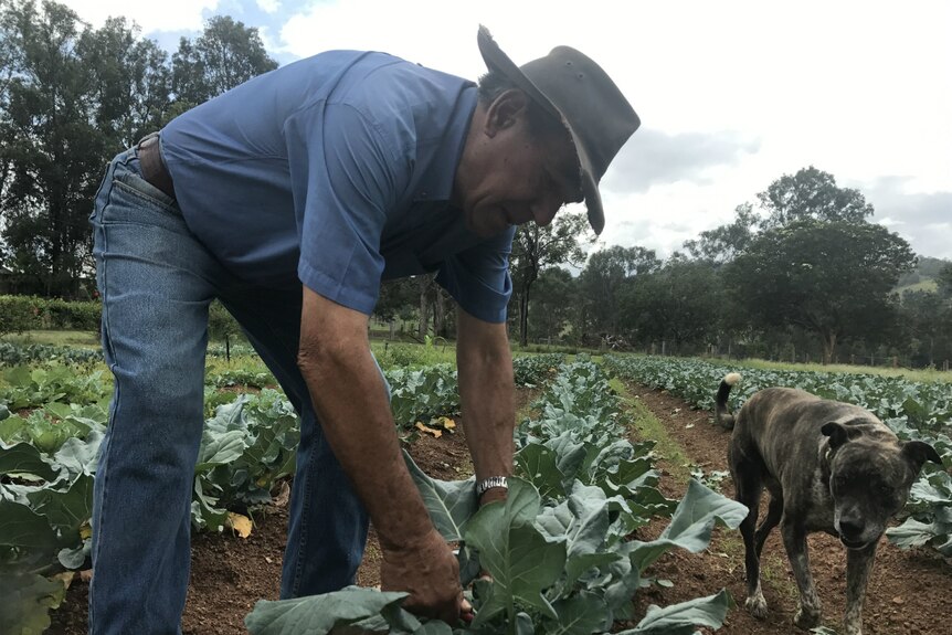 Bruno Gabbana bends over a broccoli plant with his dog by his side.