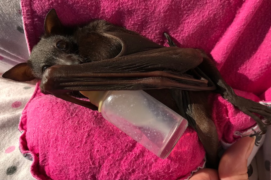 An alert flying fox looking at the camera with one protective wing around a tiny milk bottle