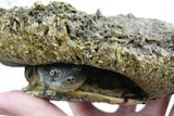 An Eastern Long Neck Turtle encrusted by a marine tubeworm