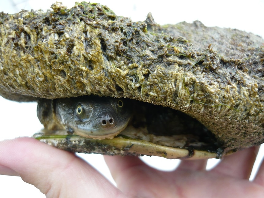 An Eastern Long Neck Turtle encrusted by a marine tubeworm