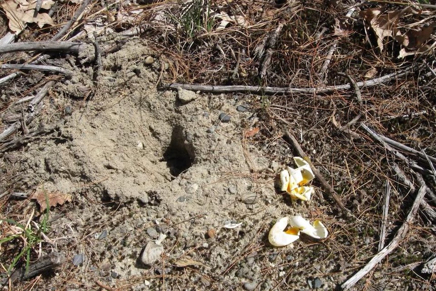 These turtle eggs were dug up and destroyed by a fox