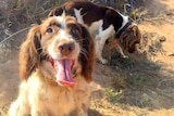 Sniffer spaniels Sophie and Rocky, trained to find fox dens at Mon Repos, Bundaberg