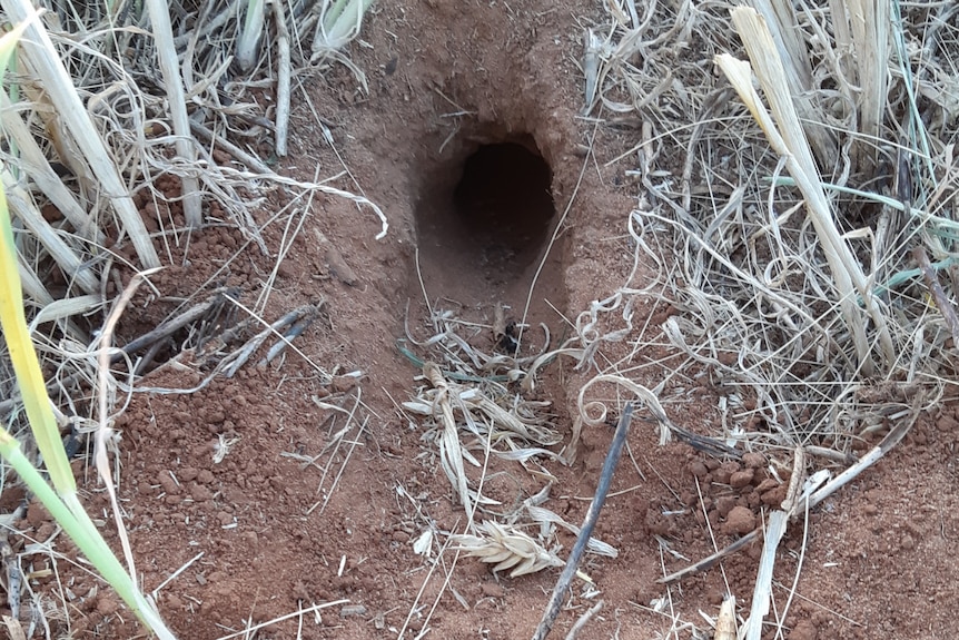 A mouse burrow surrounded by grass and soil with an eaten wheat head in front of it. 