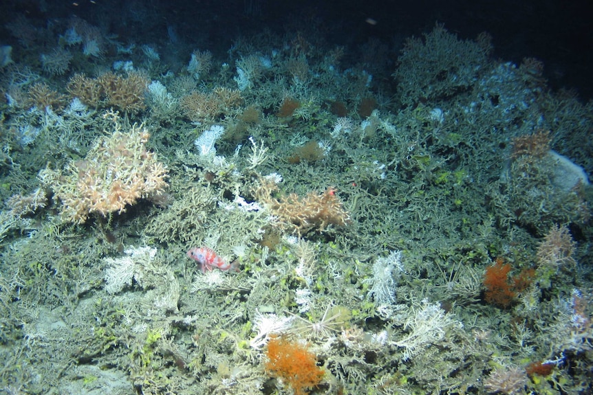 Colourful corals are seen on the ocean floor.