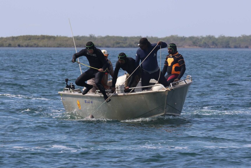 men in wetsuits in a boat, with one jumping into the water to catch a dugong.