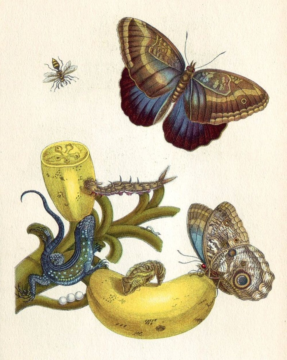 Maria Sibylla Merian proved caterpillars butterflies. Then