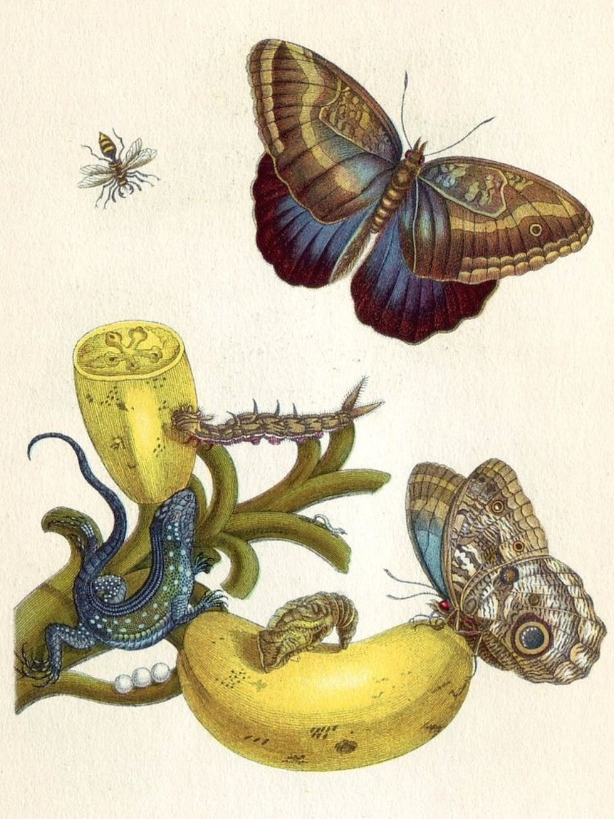 An illuminated copper-engraving from Metamorphosis Insectorum Surinamensium, Plate XXIII.