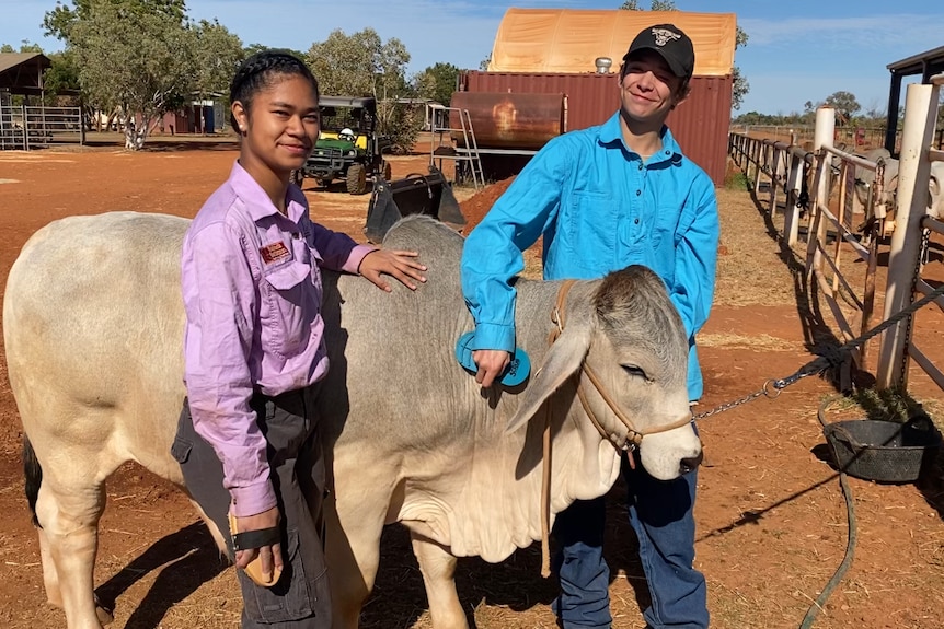 A teen girl stands in front of a grey steer resting an arm on its back, while a teen boy stand behind the steer brushing it.
