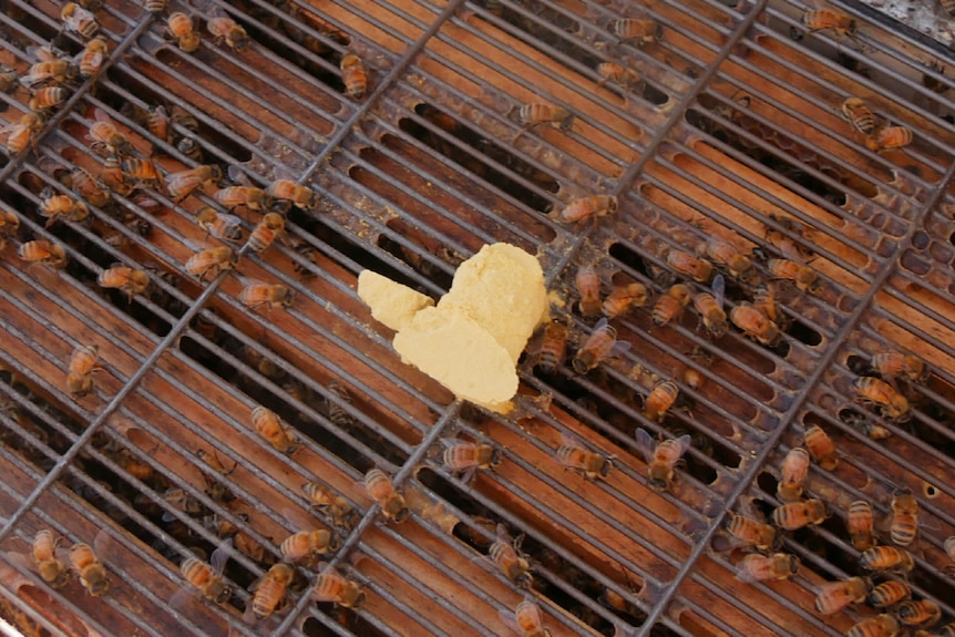 A pale yellow powdery lump of pollen sits on top of an open honey bee hive.