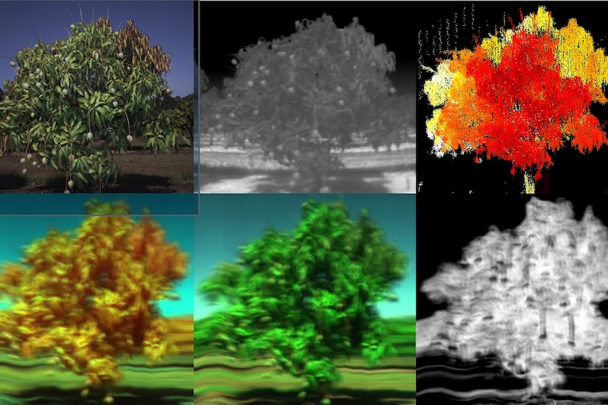 Six images of the same tree but in different styles